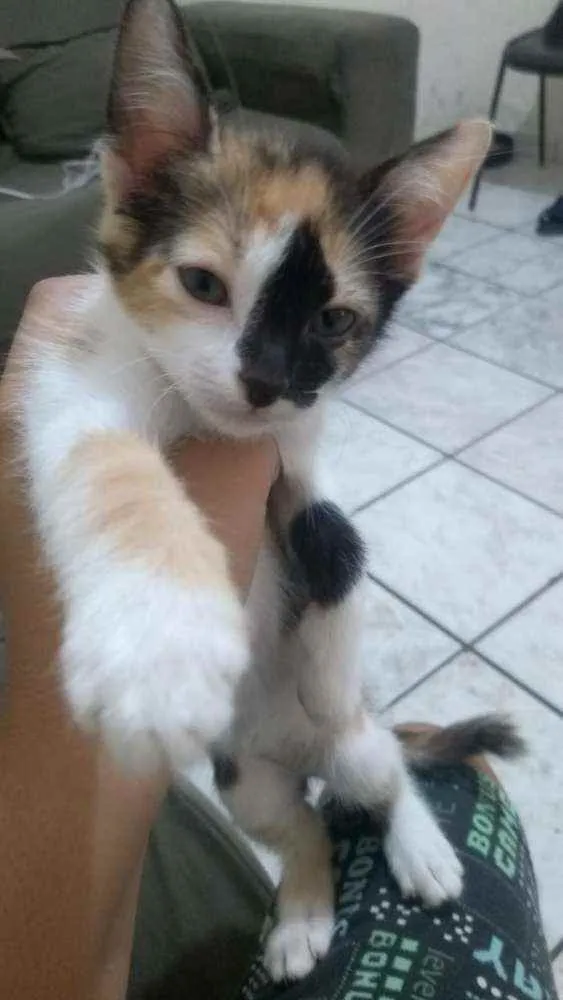 Gato ra a Vira lata idade Abaixo de 2 meses nome Filhotes 