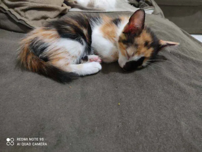 Gato ra a Vira lata idade Abaixo de 2 meses nome Filhotes 