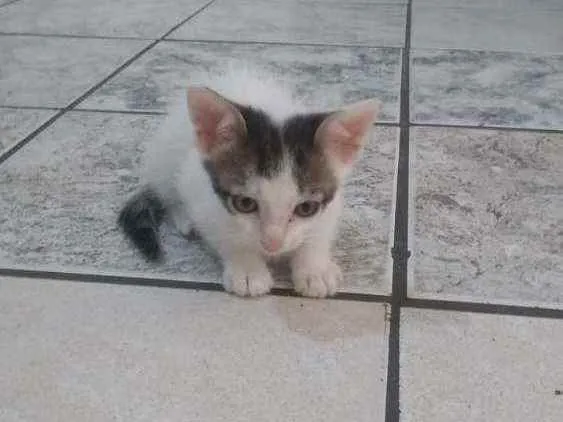 Gato ra a Vira lata idade Abaixo de 2 meses nome Filhotes 