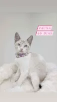 Gato raça Srd idade 2 a 6 meses nome Fauna