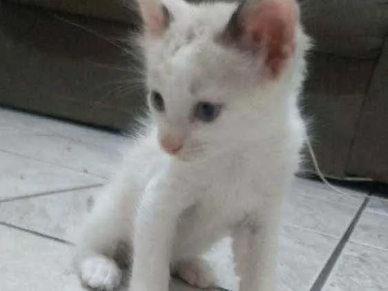 Gato ra a Vira lata idade Abaixo de 2 meses nome Filhotes 