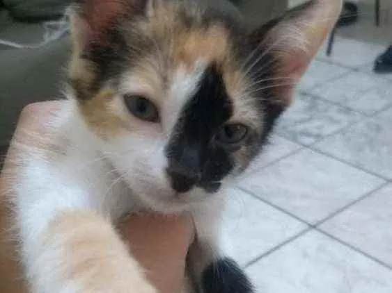 Gato ra a Vira lata idade Abaixo de 2 meses nome Filhotes 