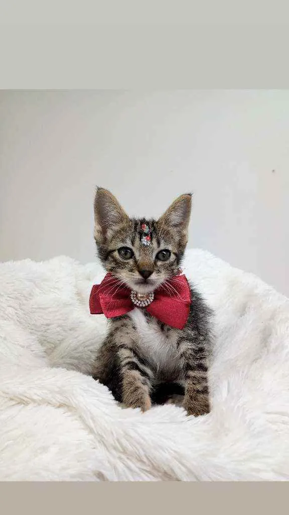 Gato raça Srd idade Abaixo de 2 meses nome Elina