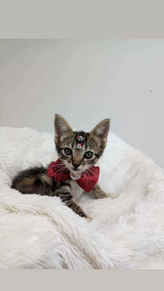 Gato raça Srd idade Abaixo de 2 meses nome Elina