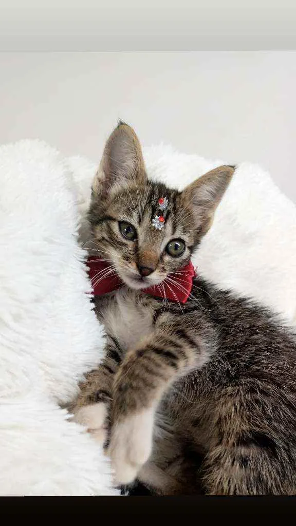 Gato raça Srd idade Abaixo de 2 meses nome Elina