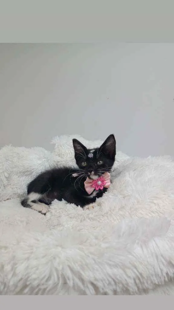 Gato raça Srd idade Abaixo de 2 meses nome Milky