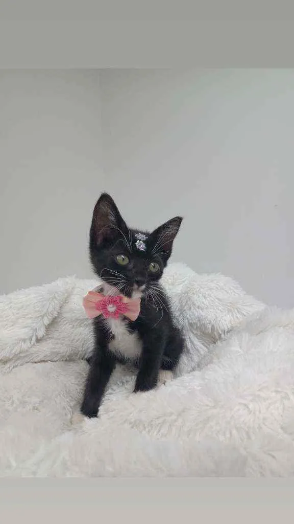 Gato raça Srd idade Abaixo de 2 meses nome Milky