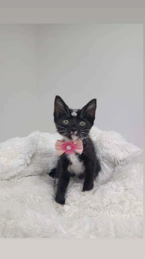 Gato raça Srd idade Abaixo de 2 meses nome Milky