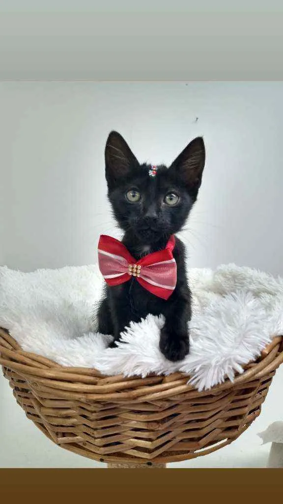 Gato raça Srd idade Abaixo de 2 meses nome Bloom