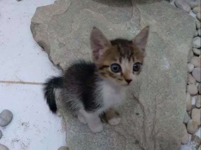 Gato ra a  idade 2 a 6 meses nome Não tem nome