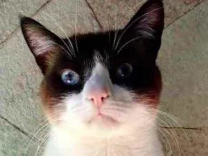 Gato raça Srd  idade 1 ano nome Yuri lindo 