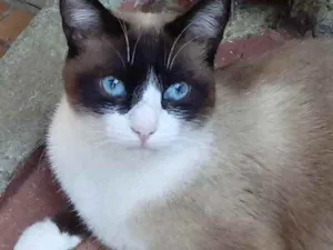 Gato raça Srd idade 2 anos nome Bolacha lindo 
