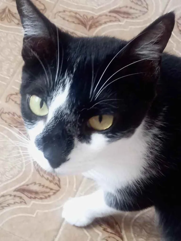 Gato raça Srd idade 1 ano nome Linguiça linda 