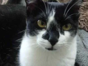 Gato raça Srd idade 1 ano nome Linguiça linda 