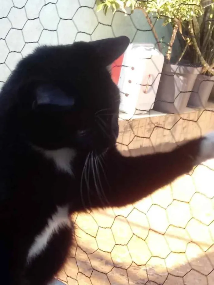 Gato raça Srd  idade 1 ano nome GIGI belíssima 