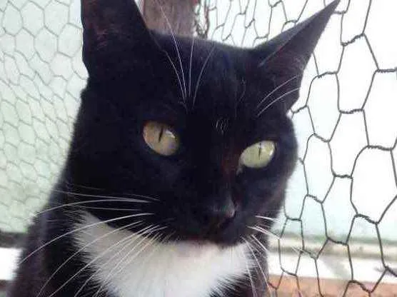 Gato raça Srd  idade 1 ano nome GIGI belíssima 