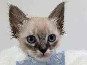 Gato raça Srd idade Abaixo de 2 meses nome Conrad