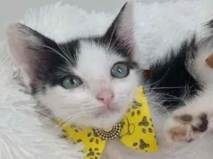 Cachorro raça Srd idade Abaixo de 2 meses nome Leo
