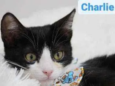 Gato raça Srd idade 2 a 6 meses nome Charlie