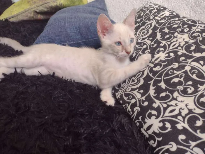 Gato raça Não sei idade 2 a 6 meses nome Sem nomes