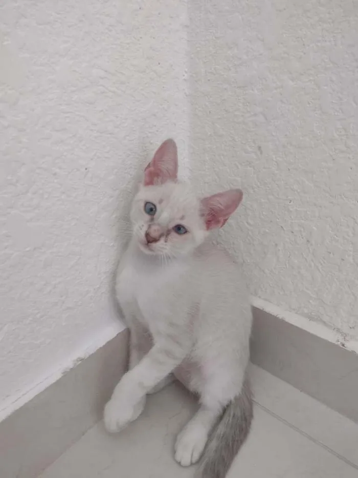 Gato raça Não sei idade 2 a 6 meses nome Sem nomes