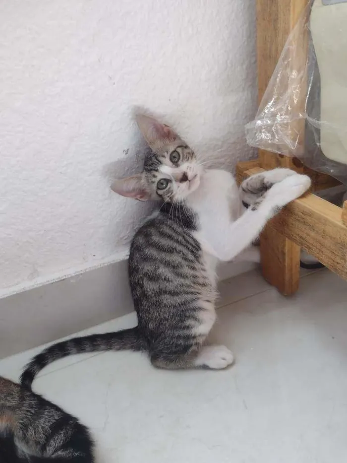 Gato raça Não sei idade 2 a 6 meses nome Sem nomes