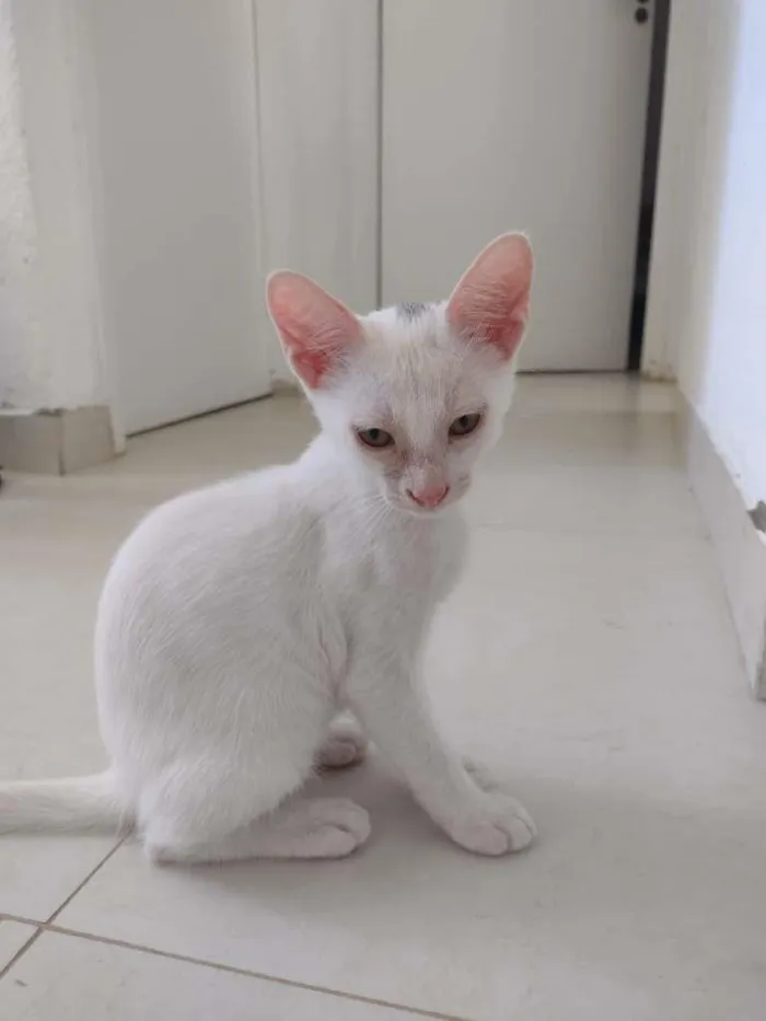 Gato raça Não sei idade 2 a 6 meses nome Sem nomes