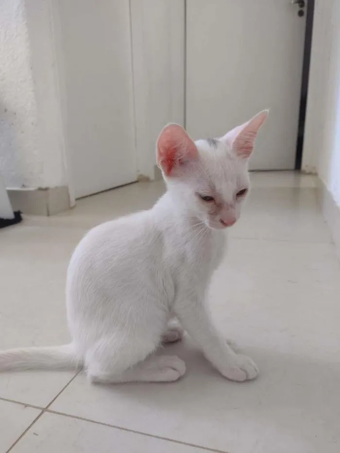 Gato raça Não sei idade 2 a 6 meses nome Sem nomes