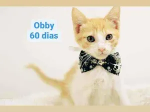 Gato raça Srd idade 2 a 6 meses nome Obby