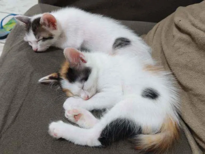 Gato ra a Vira lata idade Abaixo de 2 meses nome Filhotes 