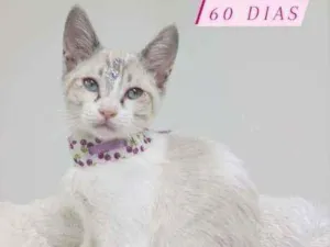 Gato raça Srd idade 2 a 6 meses nome Fauna
