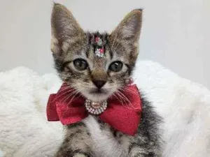 Gato raça Srd idade Abaixo de 2 meses nome Elina