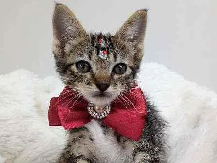 Gato raça Srd idade Abaixo de 2 meses nome Elina