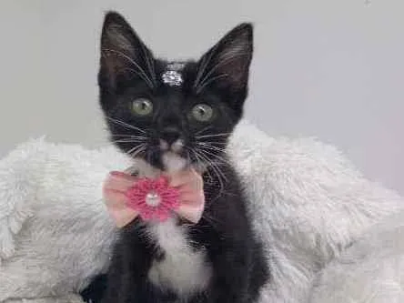 Gato raça Srd idade Abaixo de 2 meses nome Milky