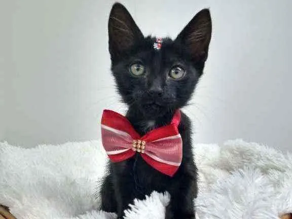 Gato raça Srd idade Abaixo de 2 meses nome Bloom