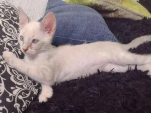 Gato raça Não sei idade 2 a 6 meses nome Sem nomes