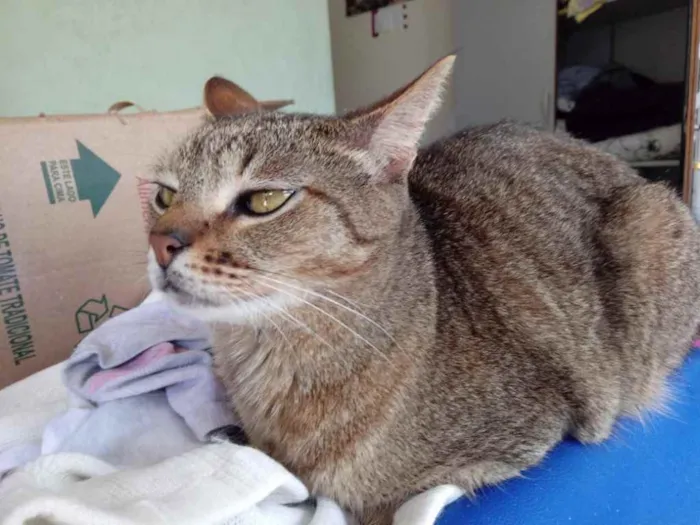 Gato raça Srd idade 2 anos nome Ruivo muito lindo