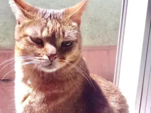 Gato raça Srd idade 2 anos nome Ruivo muito lindo