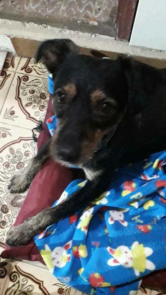Cachorro ra a SRD idade 2 anos nome Bananinha