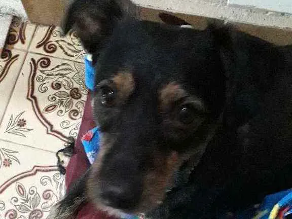 Cachorro ra a SRD idade 2 anos nome Bananinha