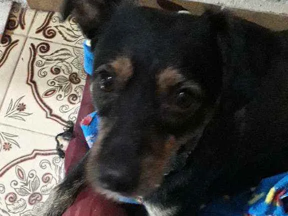 Cachorro ra a SRD idade 2 anos nome Bananinha