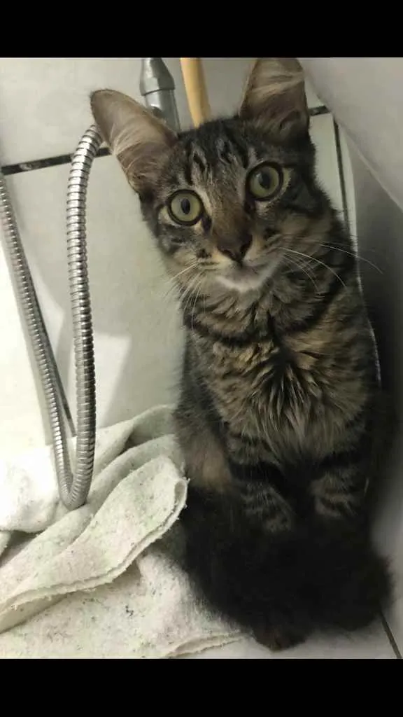 Gato raça Não sei idade 2 a 6 meses nome Tigrado