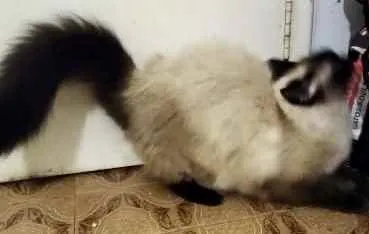 Gato raça Srd idade 2 anos nome Gatinha 