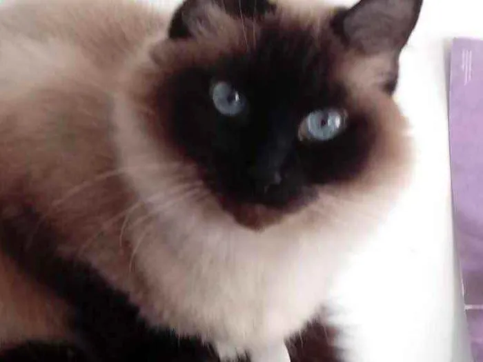 Gato raça Srd idade 2 anos nome Gatinha 