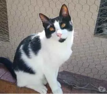 Gato raça Srd idade 1 ano nome Pitoco lindo 