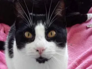 Gato raça Srd idade 1 ano nome Pitoco lindo 
