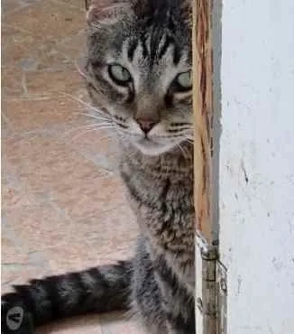 Gato raça Srd idade 3 anos nome Raja linda gatinha 