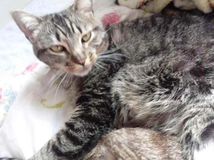 Gato raça Srd idade 3 anos nome Raja linda gatinha 