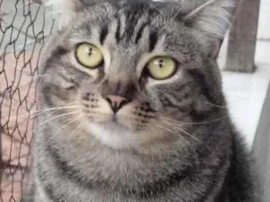 Gato raça Srd idade 1 ano nome Tom gordinho 