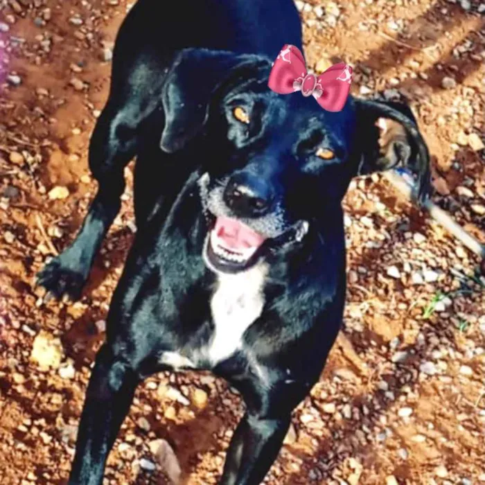 Cachorro raça Mestiça  idade 1 ano nome Kiara 